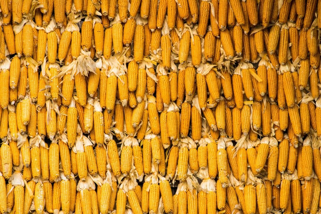 Nixtamalization - Ears of corn stacked on top of each other